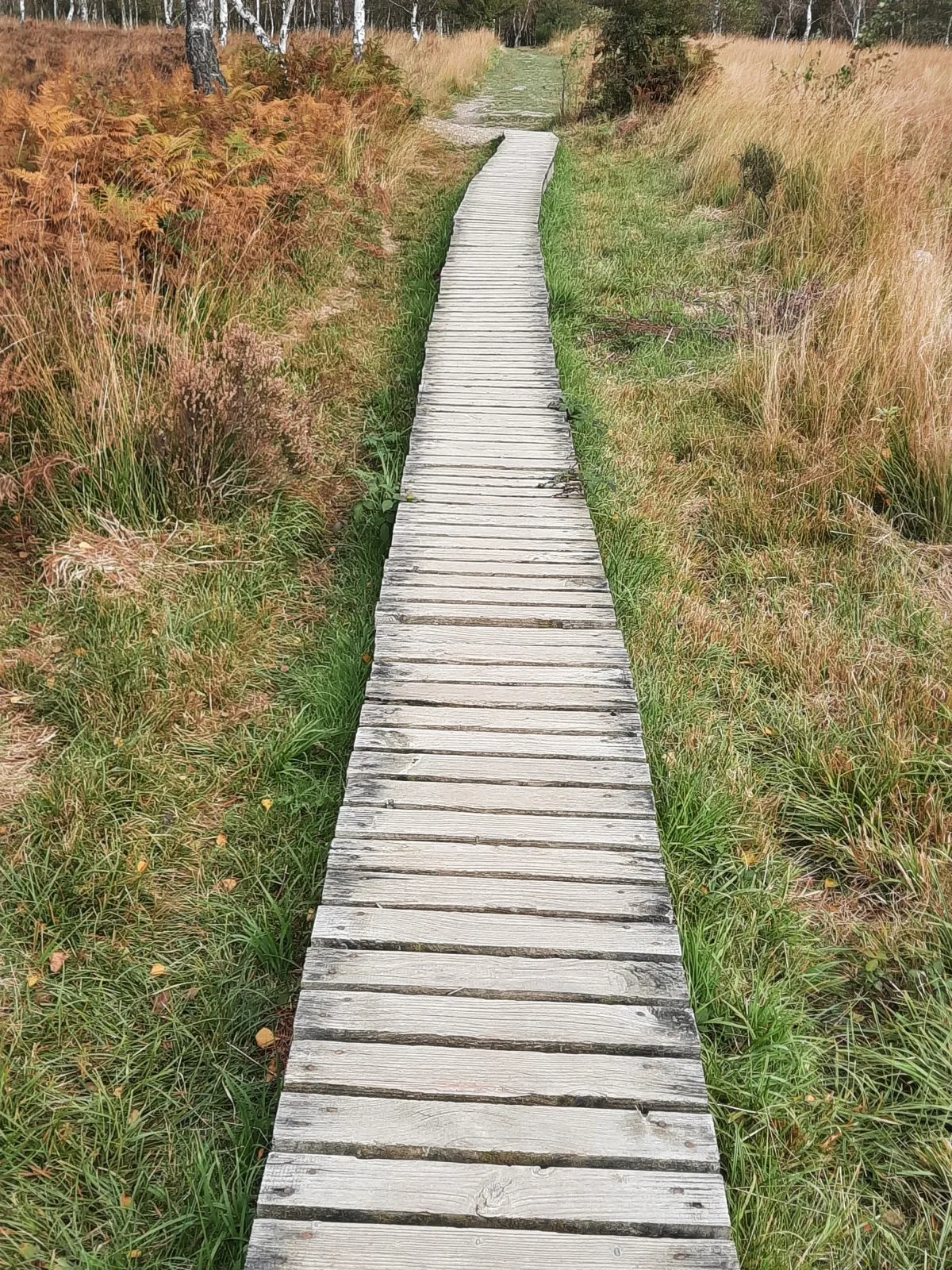 Ein schmaler Holzbohlenweg führt durch hohes, herbstliches Gras.